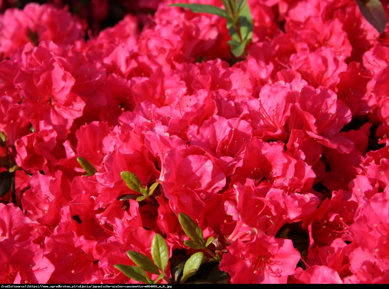 azalia Canzonetta - Rhododendron Canzonetta