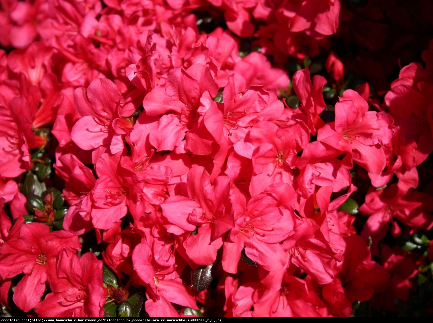 Azalia Noriko (Geisha Karmin) - Rhododendron Noriko (Geisha Karmin)