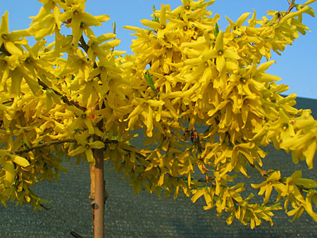 Forsycja zielona Kumson na pniu !!! - Forsythia viridissima Kumson