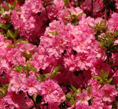 Azalia Marinja - Rhododendron Marinja