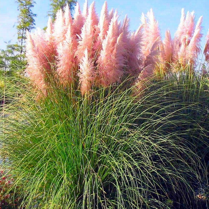 Trawa pampasowa RÓŻOWA - ogromne kwiatostany - Cortaderia selloana Rosea