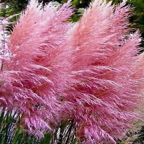 Trawa pampasowa RÓŻOWA - ogromne kwiatostany - Cortaderia selloana Rosea