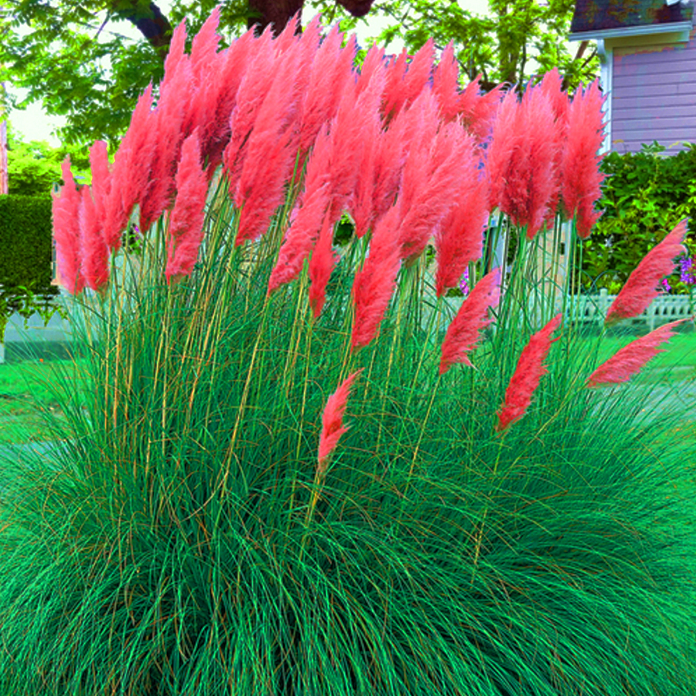 Trawa pampasowa RÓŻOWA - ogromne kwiatostany - Cortaderia selloana Rosea