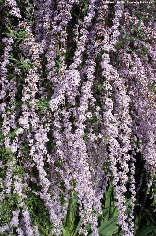 Budleja skrętolistna  NA PNIU !!! - szafirowe kwiaty - Budleja alternifolia