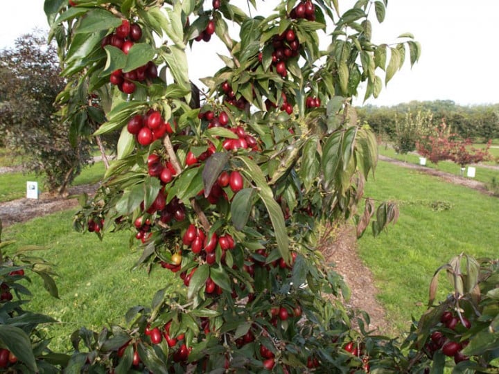 Dereń jadalny Florianka - NA PRZETWORY - Cornus mas Florianka