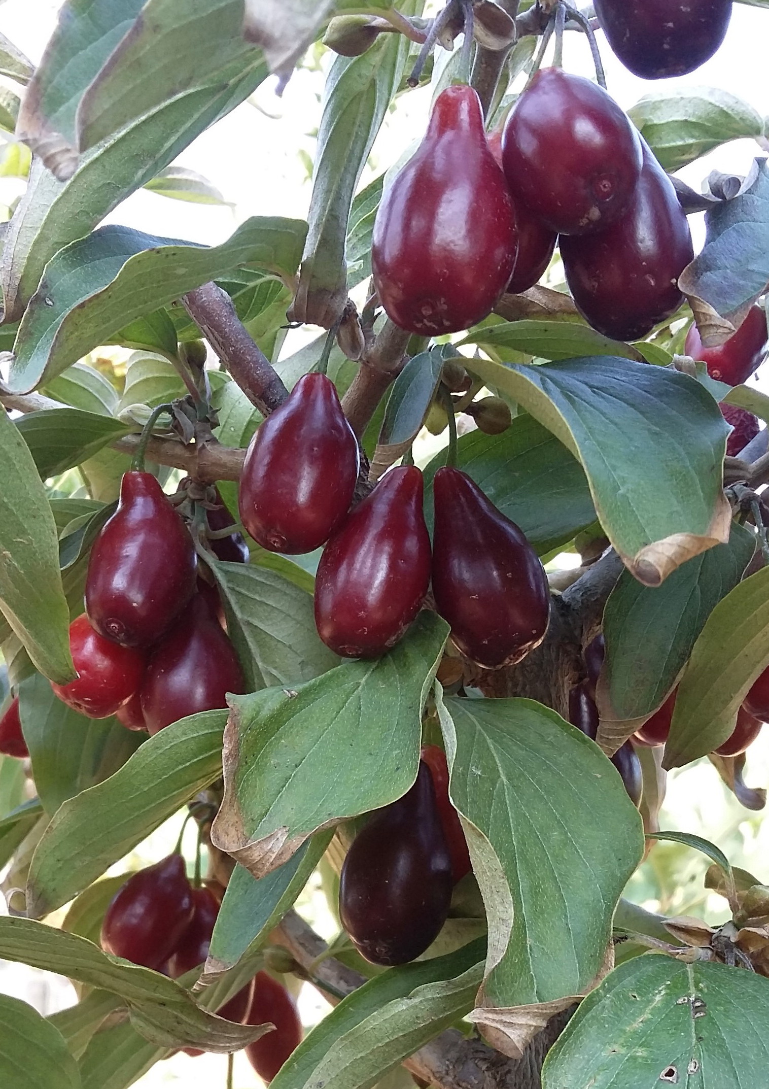 Dereń jadalny Nikołka - SUPER SŁODKI I WCZESNY - Cornus mas Nikołka