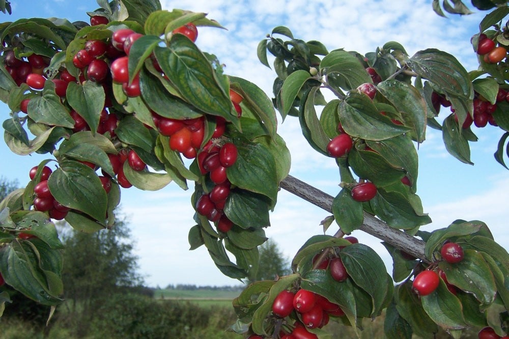 Dereń jadalny Juliusz - POLSKIE OLIWKI - Cornus mas Juliusz