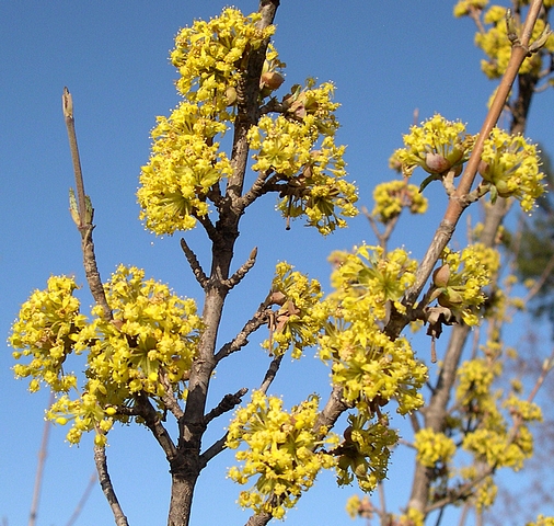 Dereń jadalny Podolski - NA KONFITURY - Cornus mas Podolski