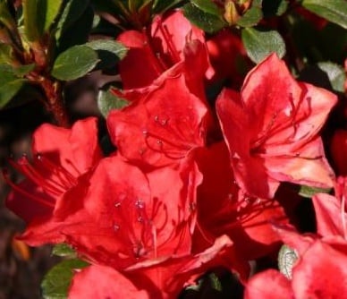 Azalia Fridoline - Rhododendron Fridoline