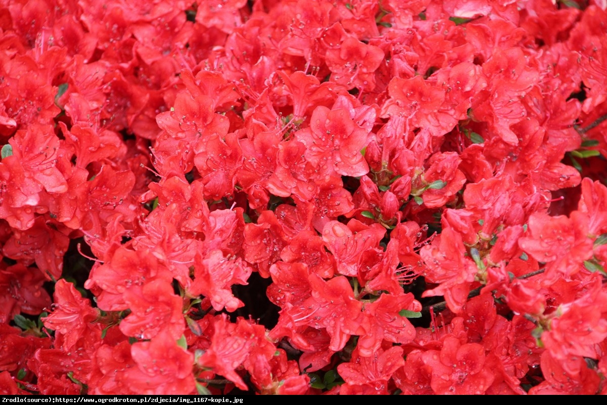 Azalia Fridoline - Rhododendron Fridoline