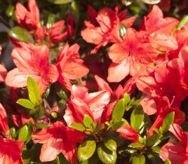 Azalia Juliette - Rhododendron Juliette