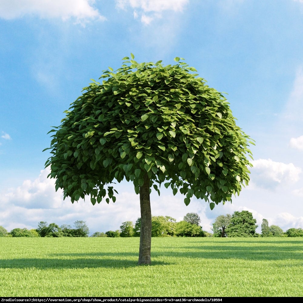 Surmia zwyczajna - Catalpa bignonioides