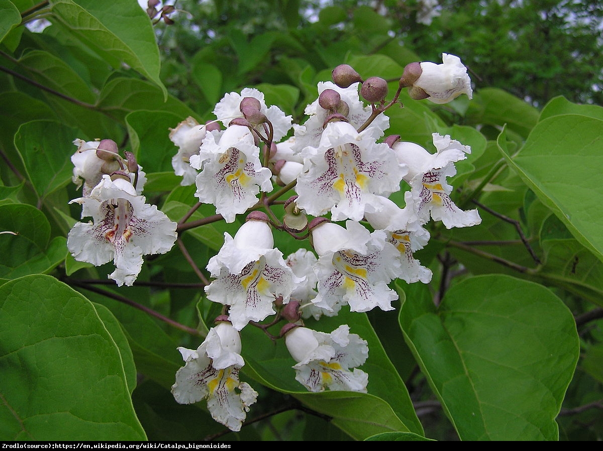 Surmia zwyczajna - Catalpa bignonioides