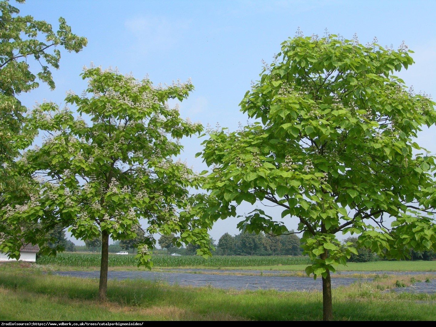 Surmia zwyczajna - Catalpa bignonioides