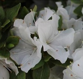 Azalia Panda - Rhododendron Panda