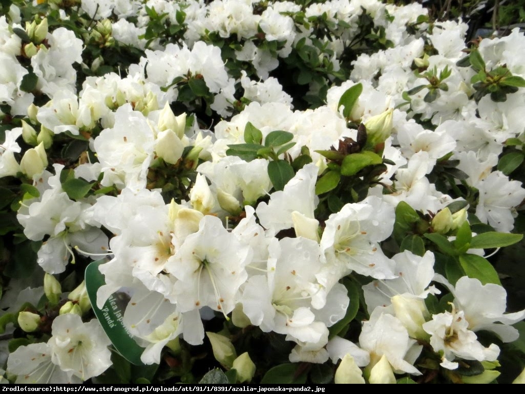 Azalia Panda - Rhododendron Panda