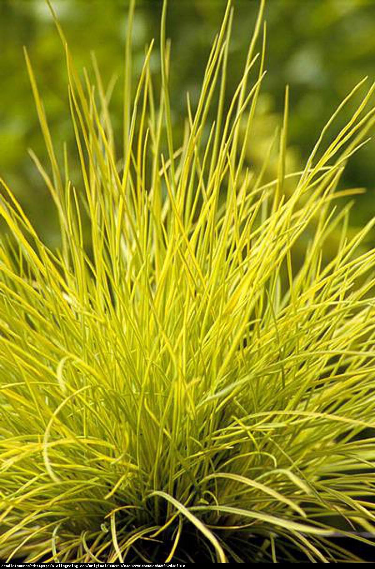 Kostrzewa sina Golden Toupee - ZŁOTA TRAWA - Festuca glauca Golden Toupee