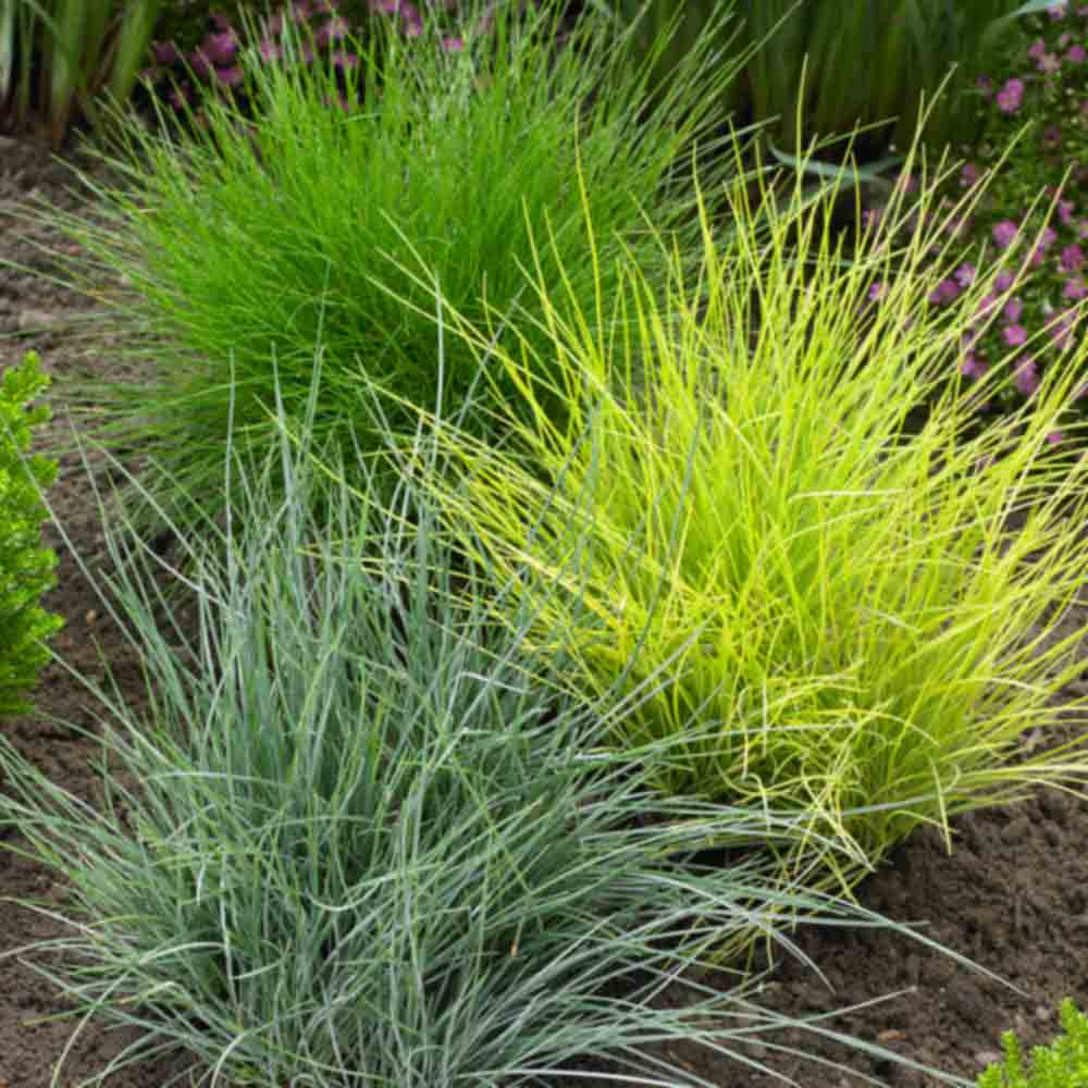 Kostrzewa sina Golden Toupee - ZŁOTA TRAWA - Festuca glauca Golden Toupee