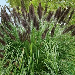 Rozplenica japońska Black Beauty - CZARNA PIĘKNOŚĆ - Pennisetum alopecuroides viridescens 