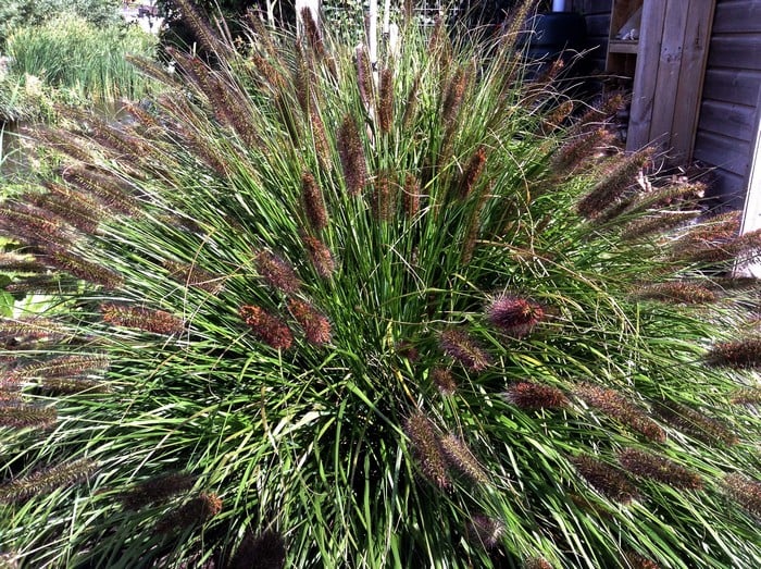 Rozplenica japońska Black Beauty - CZARNA PIĘKNOŚĆ - Pennisetum alopecuroides viridescens 