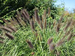 Rozplenica japońska Black Beauty - CZARNA PIĘKNOŚĆ - Pennisetum alopecuroides viridescens 