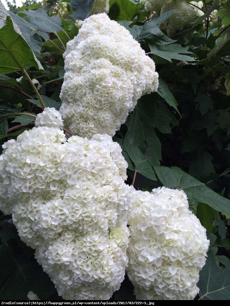 Hortensja dębolistna Harmony - UNIKAT, PEŁNE KWIATY!!! - Hydrangea quercifolia Harmony 