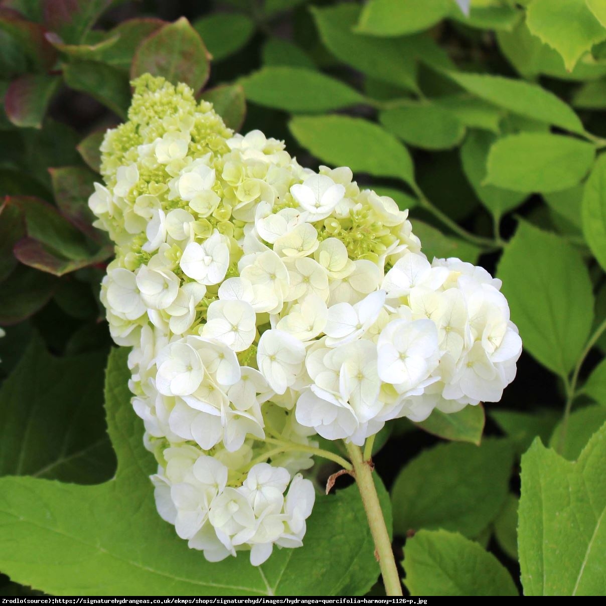 Hortensja dębolistna Harmony - UNIKAT, PEŁNE KWIATY!!! - Hydrangea quercifolia Harmony 