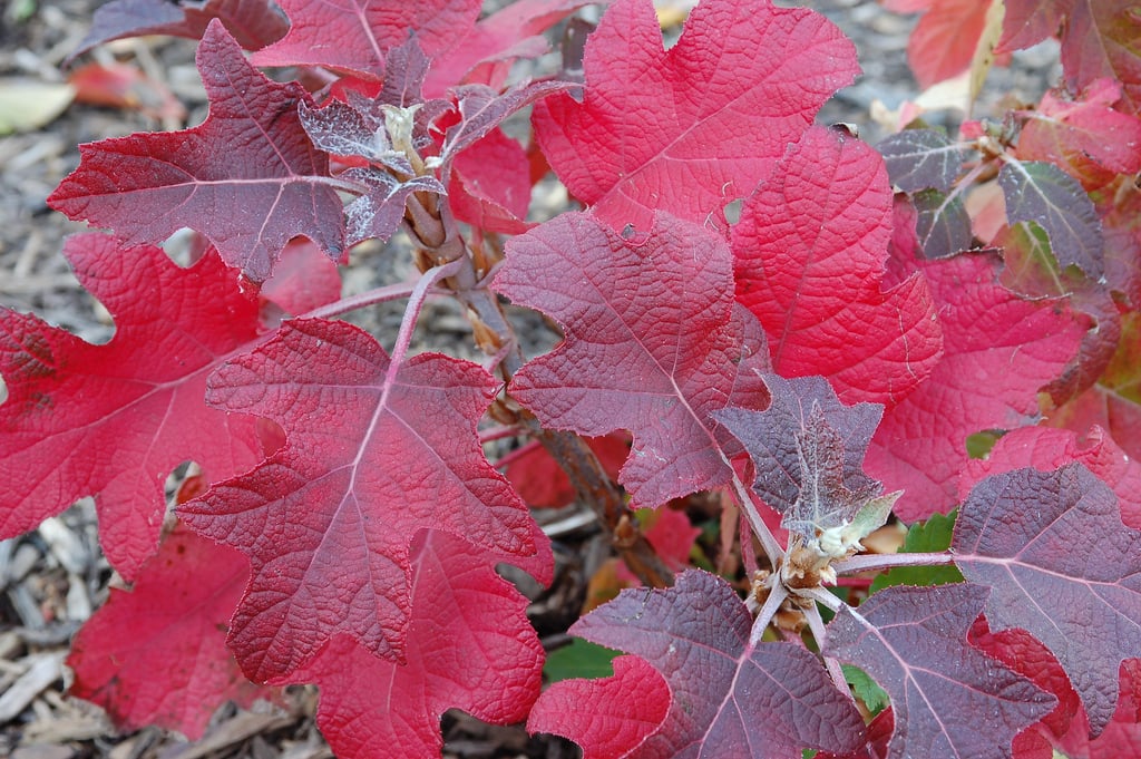 Hortensja dębolistna Harmony - UNIKAT, PEŁNE KWIATY!!! - Hydrangea quercifolia Harmony 