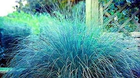 Kostrzewa sina Elijah blue- NIEBIESKA TRAWA - Festuca glauca Elijah blue