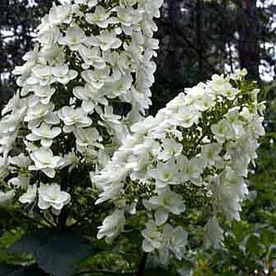 hortensja dębolistna Snowflake - RARYTAS - GWIAZDKOWATE KWIATOSTANY - Hydrangea quercifolia Snowflake