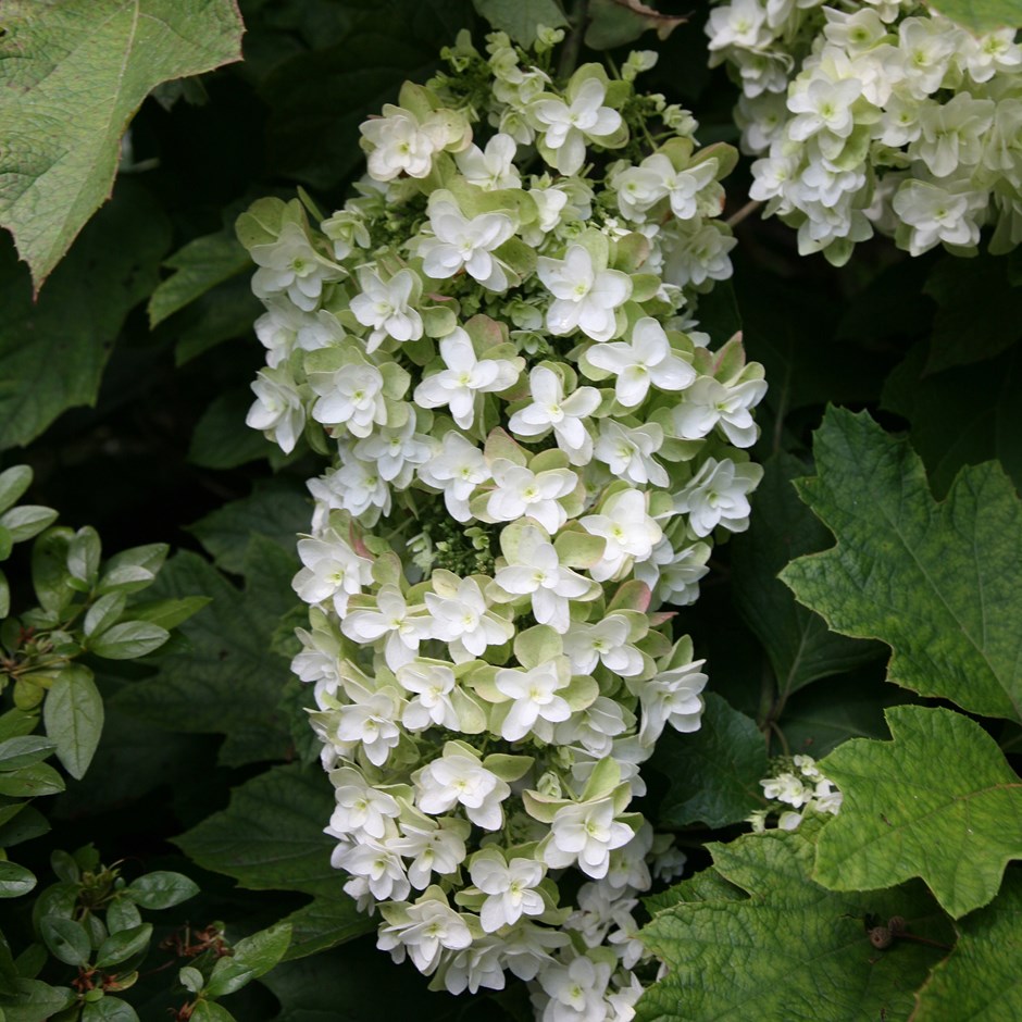 hortensja dębolistna Snowflake - RARYTAS - GWIAZDKOWATE KWIATOSTANY - Hydrangea quercifolia Snowflake