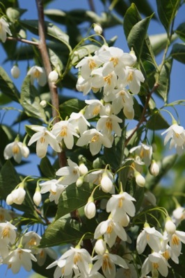 Styrak kolumnowy JUNE SNOW - ZŁOTY MEDALISTA - Styrax japonicus JUNE SNOW