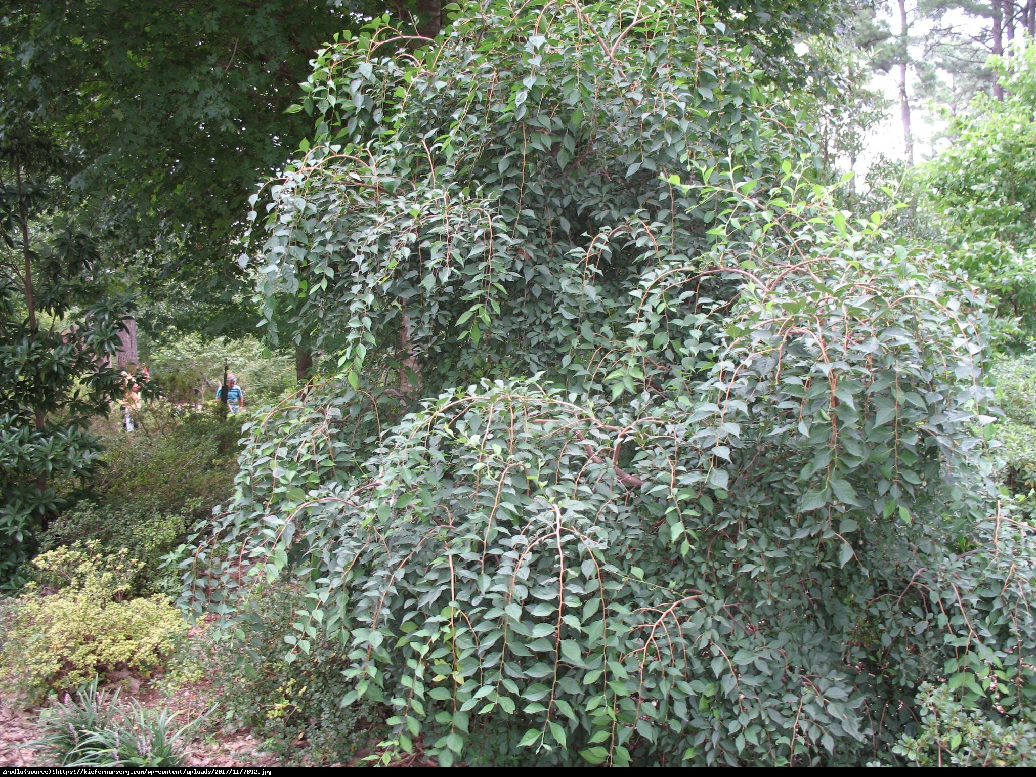 Styrak japoński Pendula - POKRÓJ PŁACZĄCY - Styrax japonicus Pendula