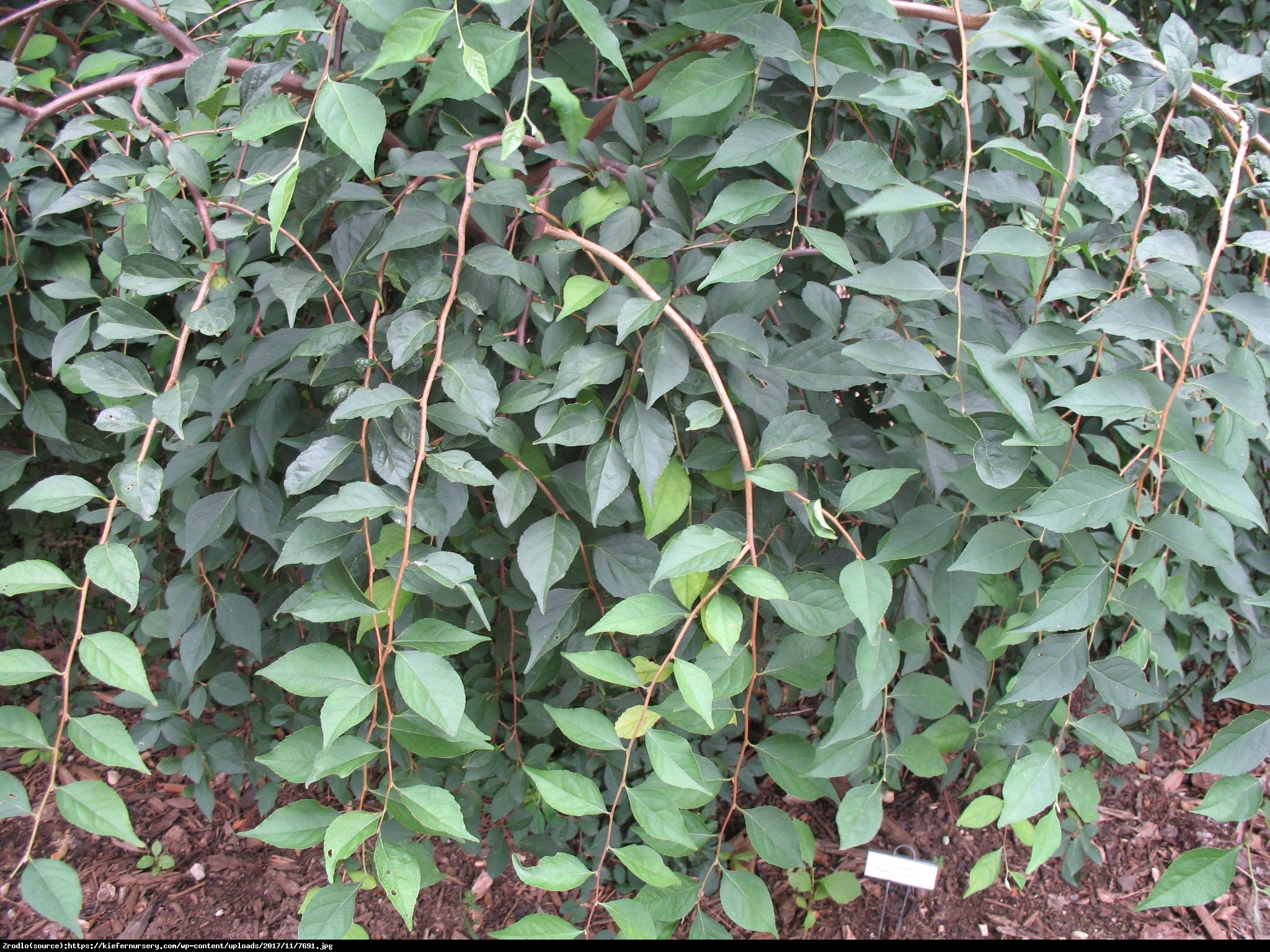 Styrak japoński Pendula - POKRÓJ PŁACZĄCY - Styrax japonicus Pendula