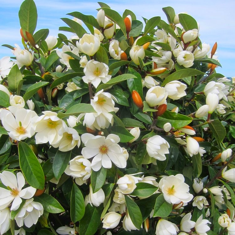 Magnolia Fairy Cream - UNIKAT, ZIMOZIELONA - Magnolia Fairy Cream