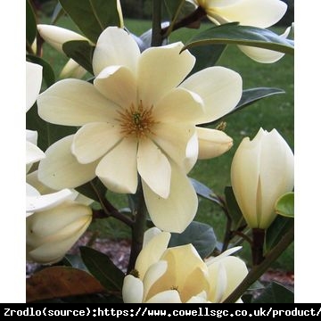 Magnolia Fairy Cream - UNIKAT, ZIMOZIELONA - Magnolia Fairy Cream