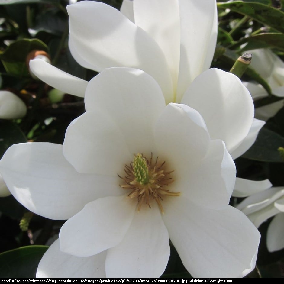 Magnolia Fairy White - UNIKAT, ZIMOZIELONA - Magnolia Fairy White