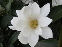 Magnolia Fairy White - UNIKAT, ZIMOZIELONA - Magnolia Fairy White
