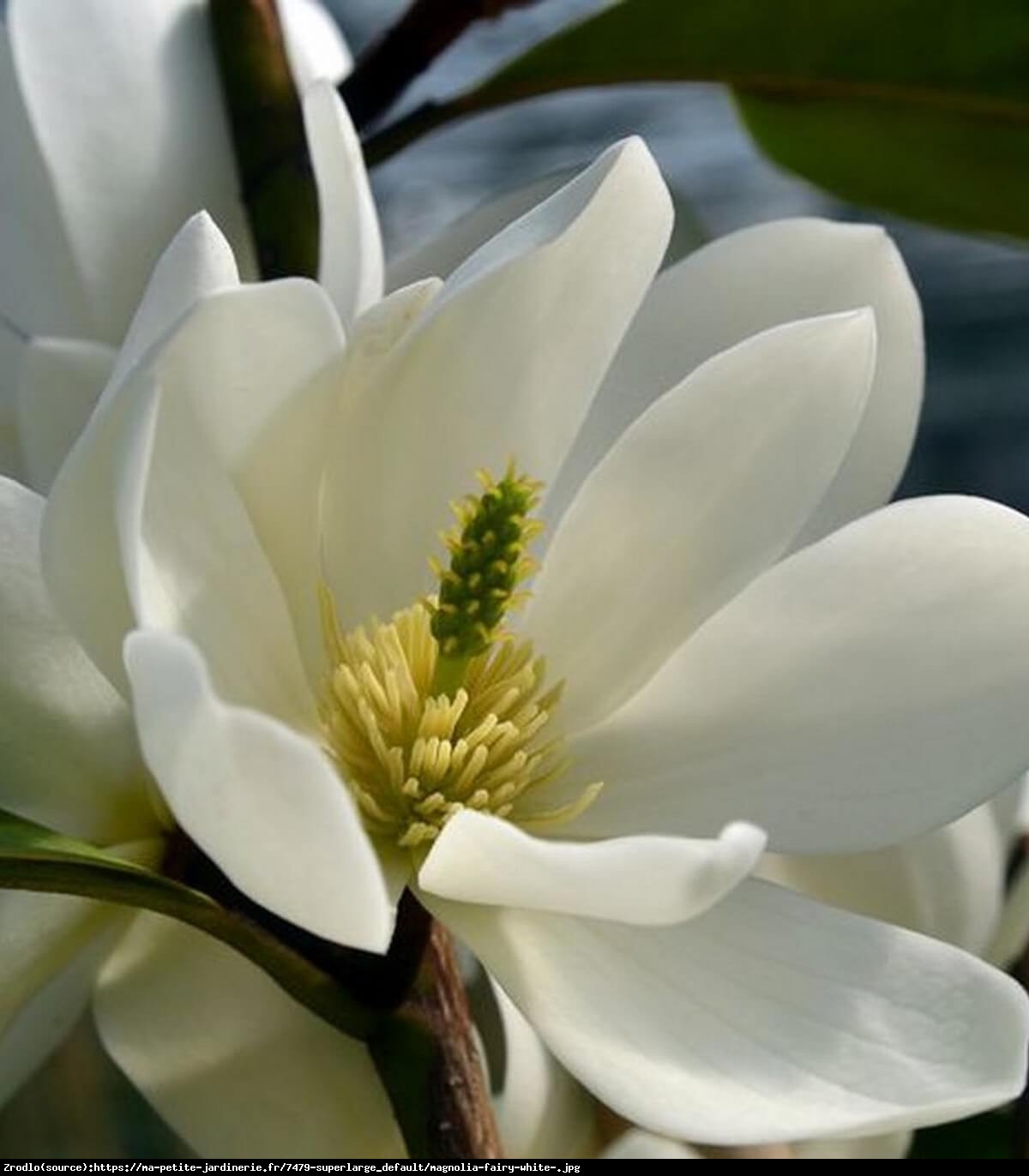 Magnolia Fairy White - UNIKAT, ZIMOZIELONA - Magnolia Fairy White