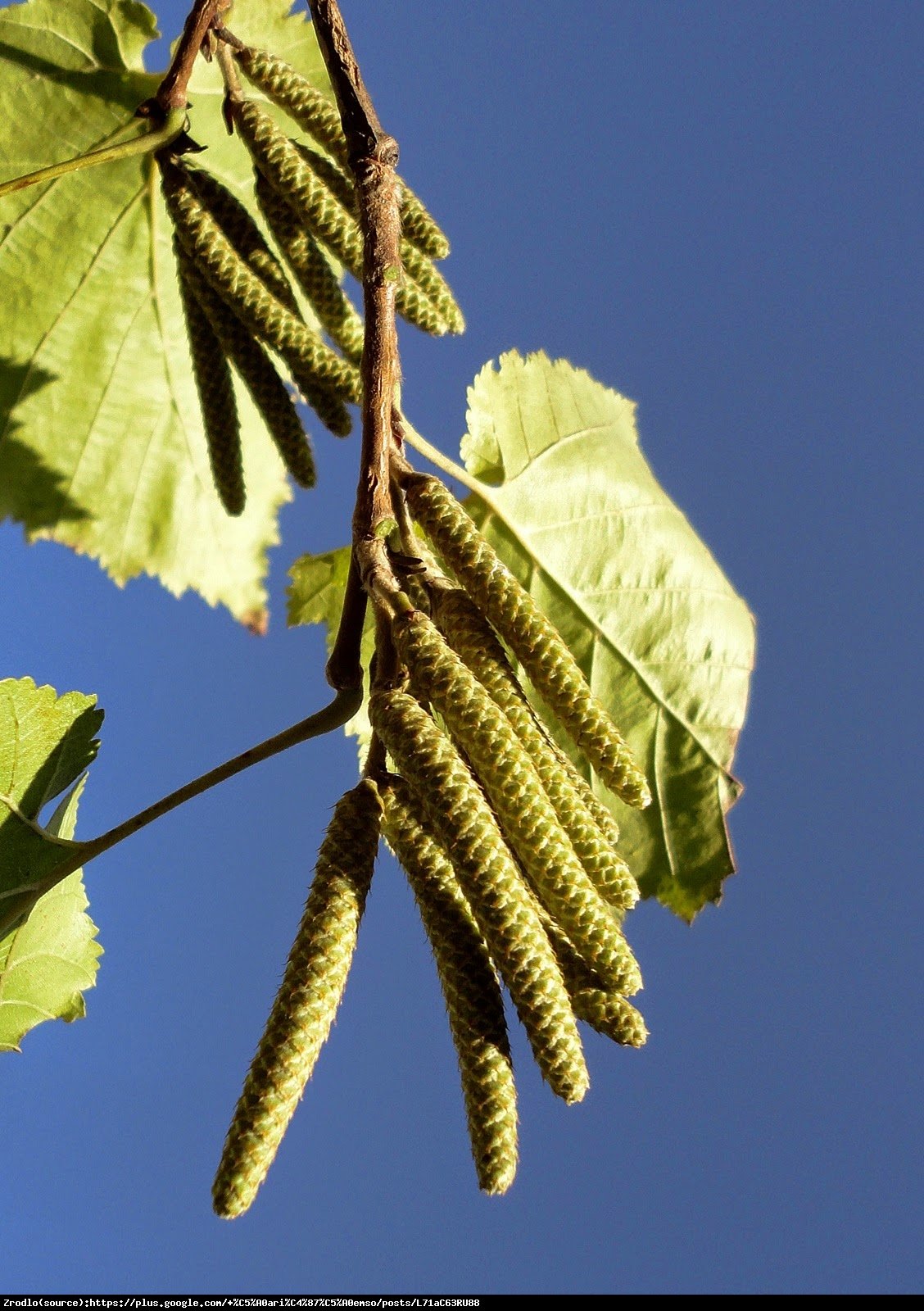 Leszczyna turecka - Corylus colurna