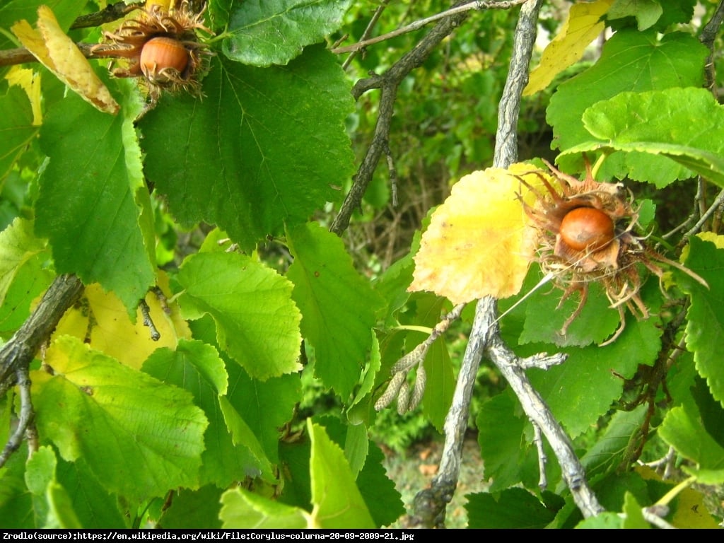 Leszczyna turecka - Corylus colurna