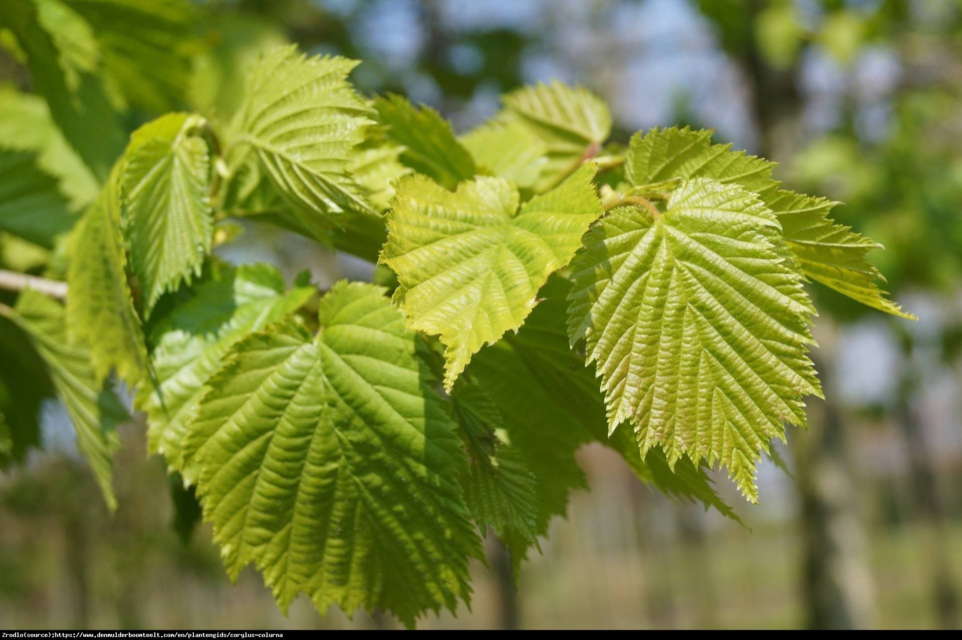 Leszczyna turecka - Corylus colurna