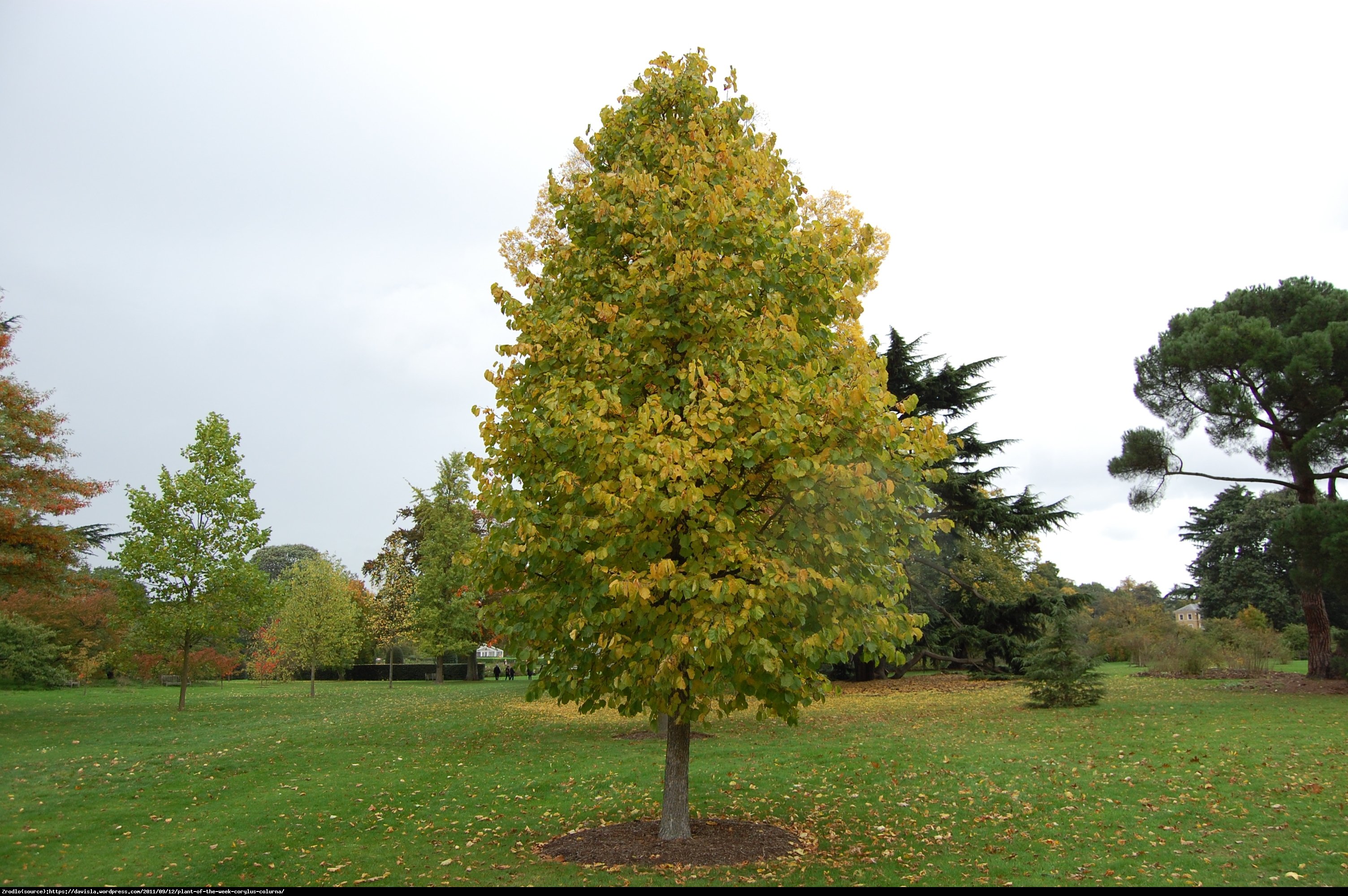 Leszczyna turecka - Corylus colurna