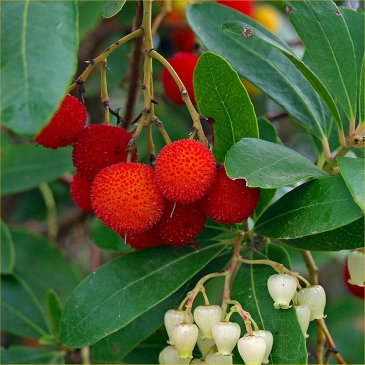 Drzewo truskawkowe COMPACTA - AROMATYCZNE OWOCE - Arbutus unedo