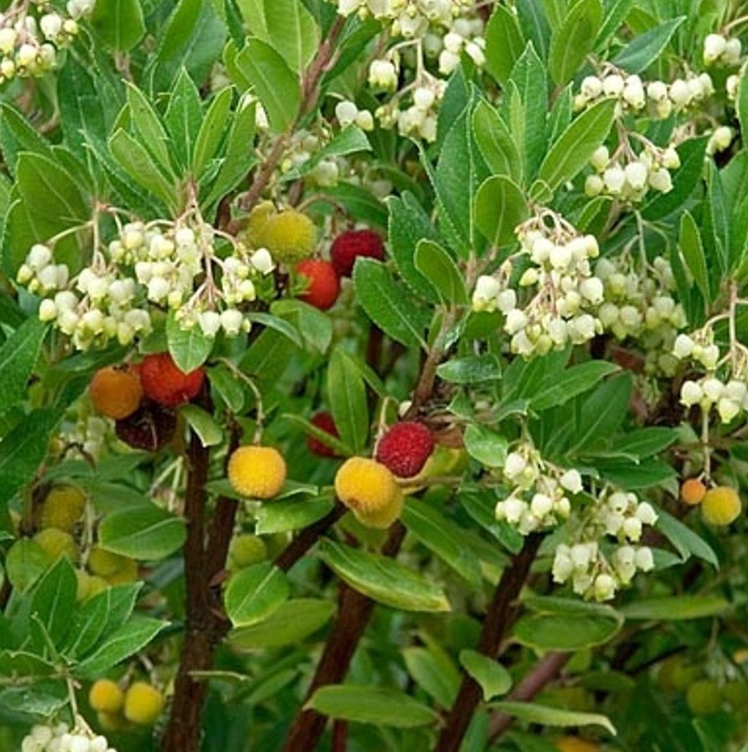 Drzewo truskawkowe COMPACTA - AROMATYCZNE OWOCE - Arbutus unedo