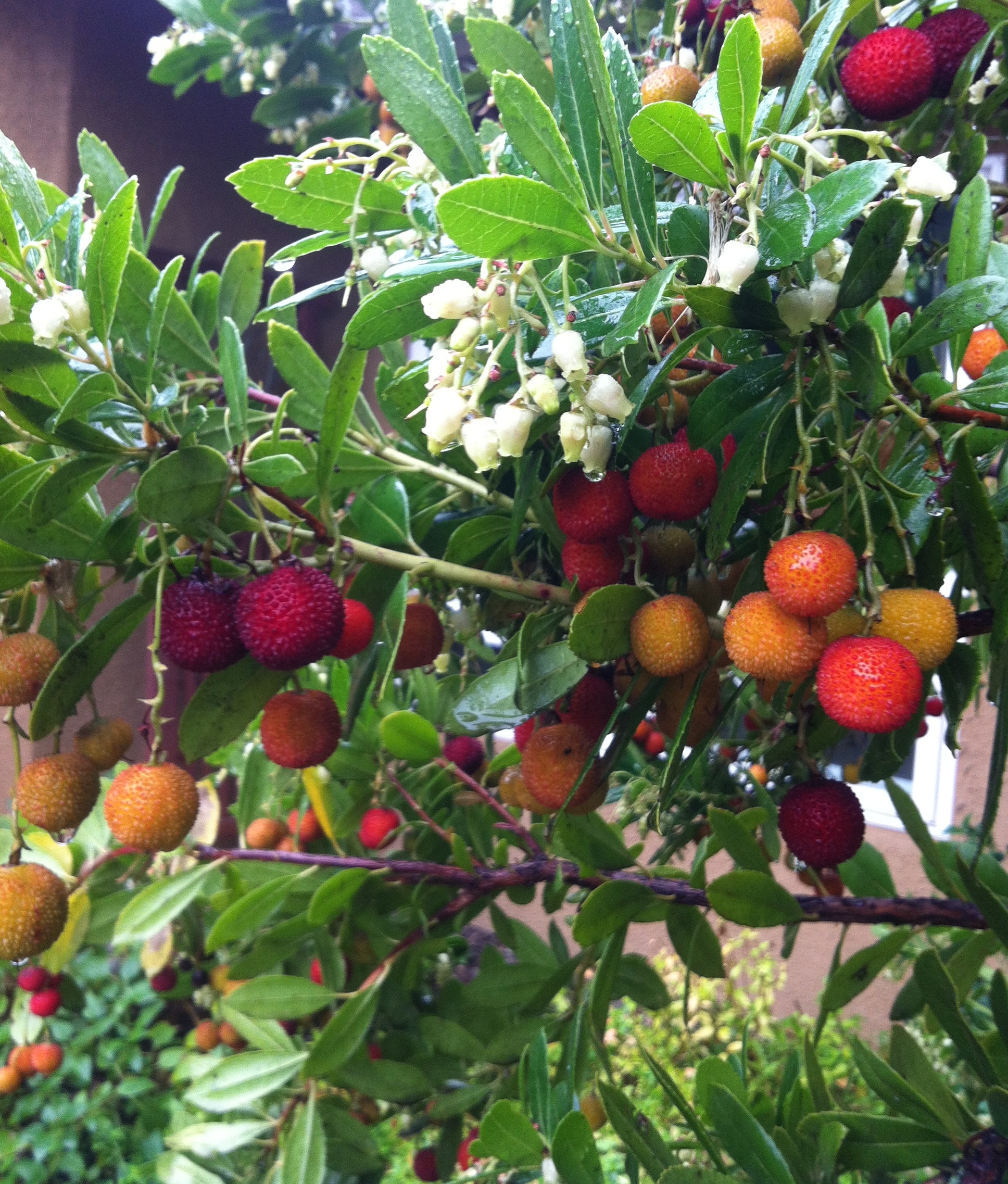 Drzewo truskawkowe COMPACTA - AROMATYCZNE OWOCE - Arbutus unedo