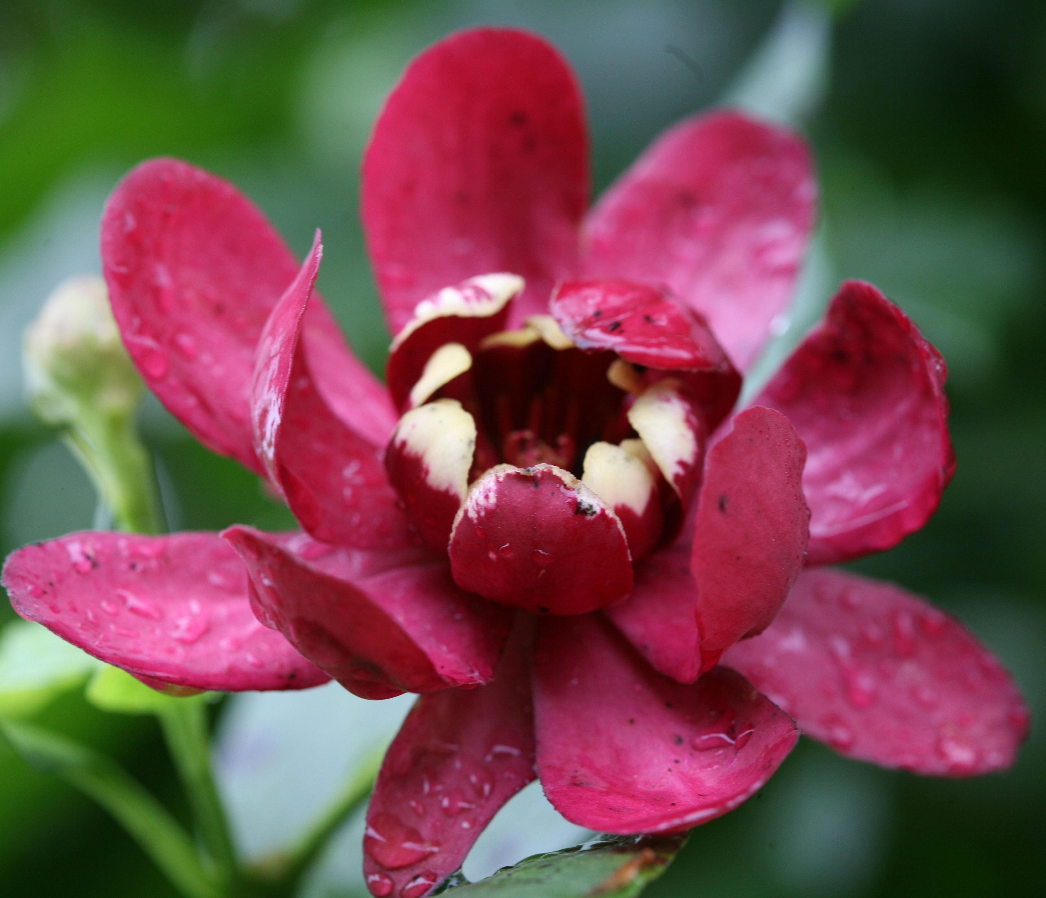 Kielichowiec Aphrodite - OWOCOWY ZAPACH - Calycanthus Aphrodite