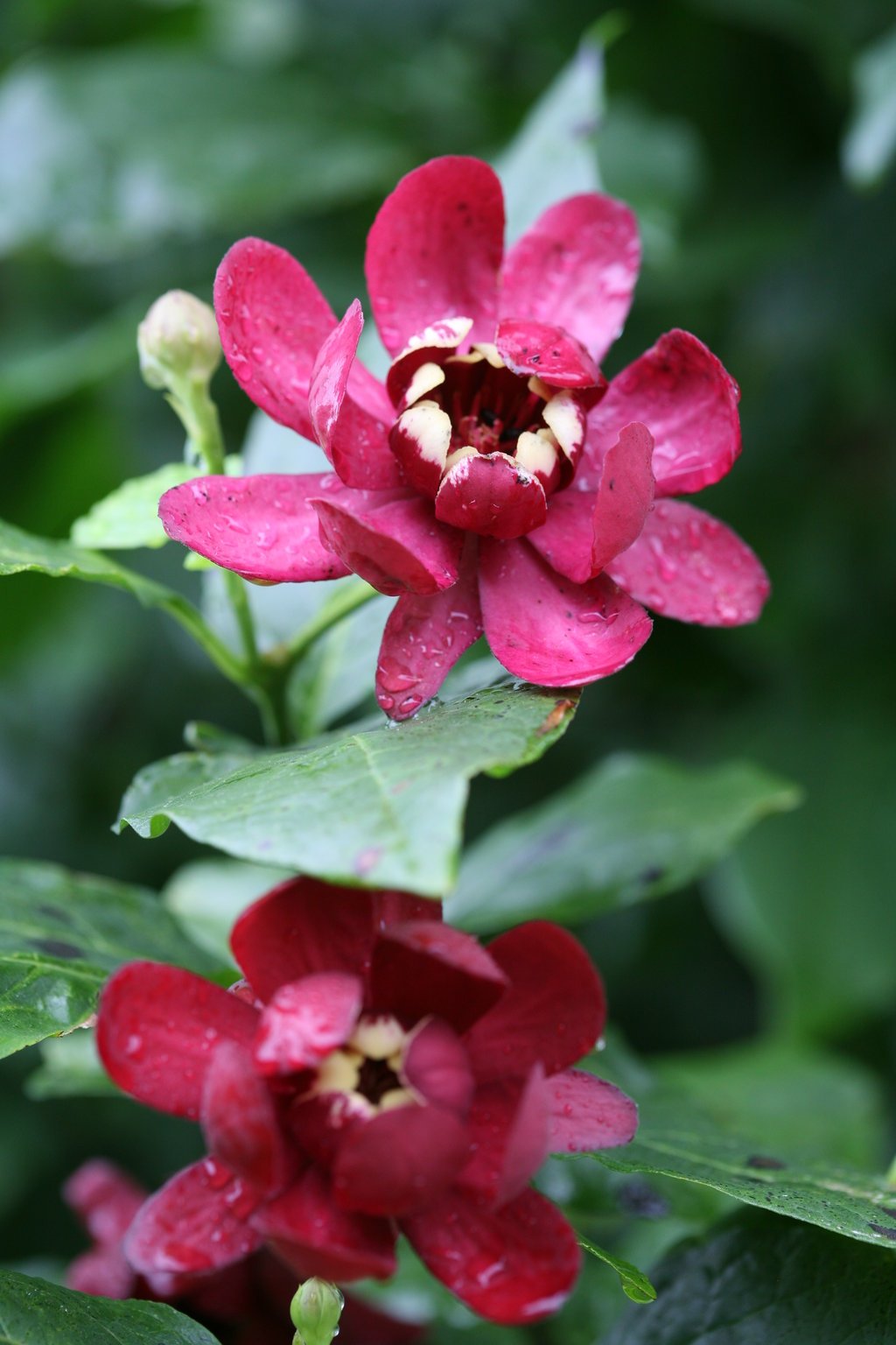 Kielichowiec Aphrodite - OWOCOWY ZAPACH - Calycanthus Aphrodite