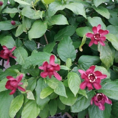 Kielichowiec Aphrodite - OWOCOWY ZAPACH - Calycanthus Aphrodite