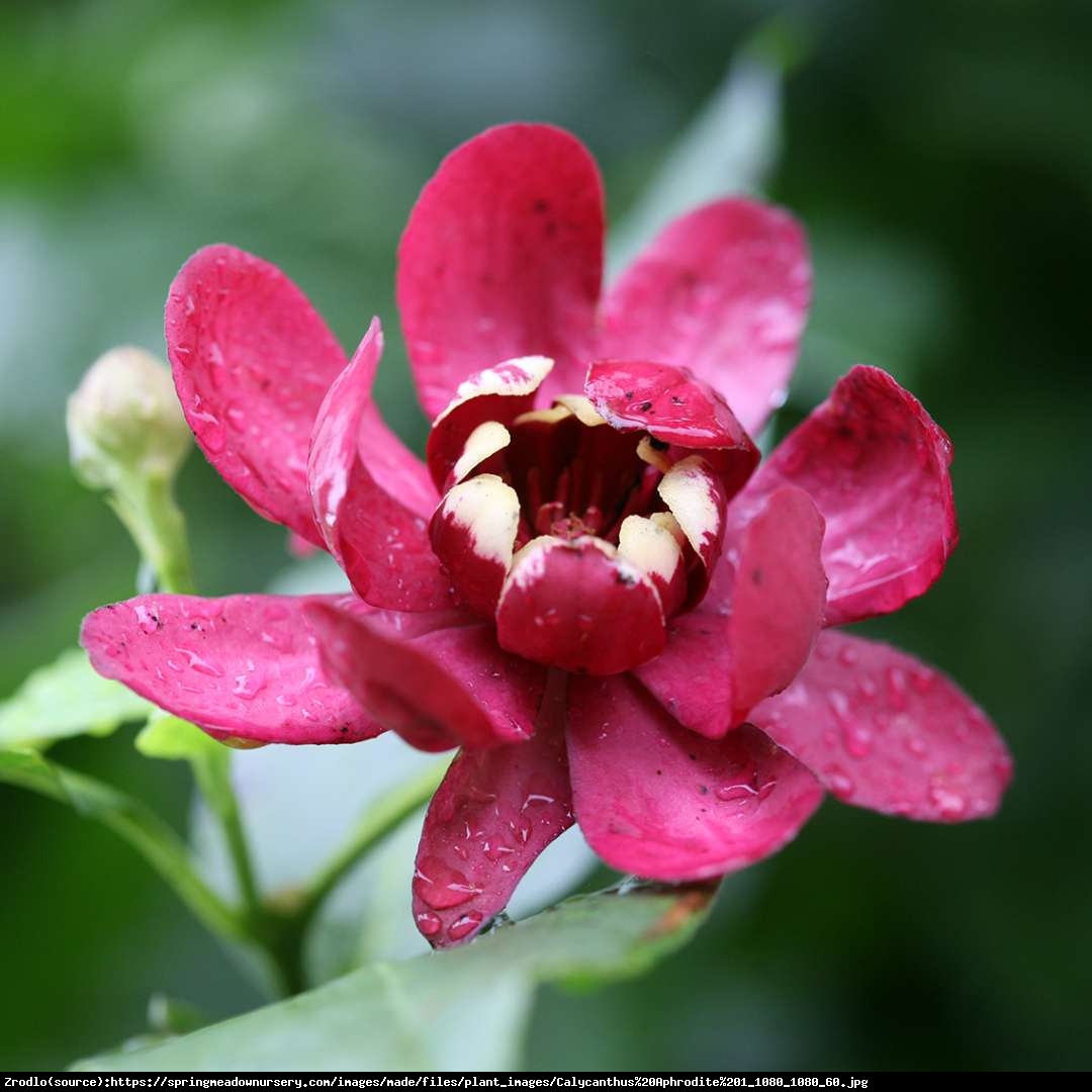 Kielichowiec Aphrodite - OWOCOWY ZAPACH - Calycanthus Aphrodite